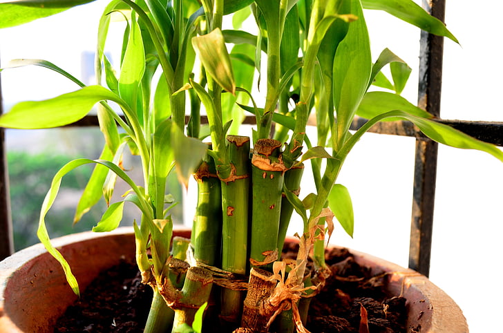 Hrnková rostlina, zelená, závod, pěstování, bambus