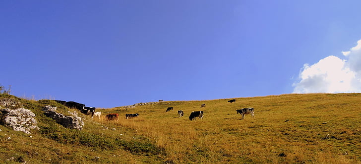 herd, cow, pasture, prato, animals, bovino, mountain