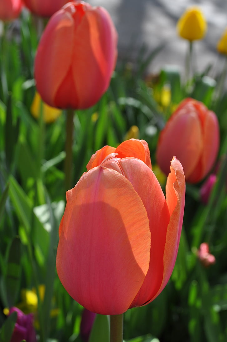 tulipany, kwiaty, Tulipan, kwiat, bylina, Holandia, wiosna