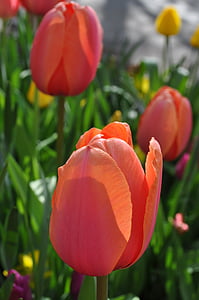 tulipes, fleurs, Tulip, fleur, plante vivace, Holland, printemps