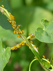 aphids, plague, plants, infested, insects in plant