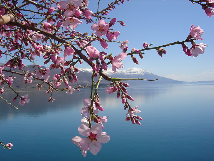 květ, Lac du bourget, Hora, pěší turistika