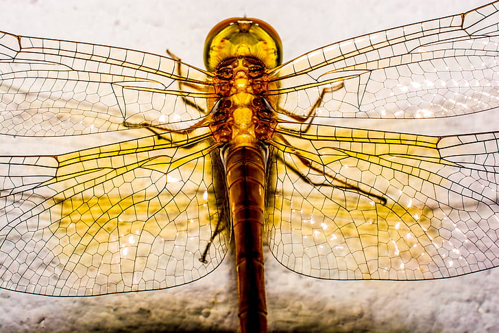 Dragonfly, insectă, animale, închide, aripa, chitină, Close-up
