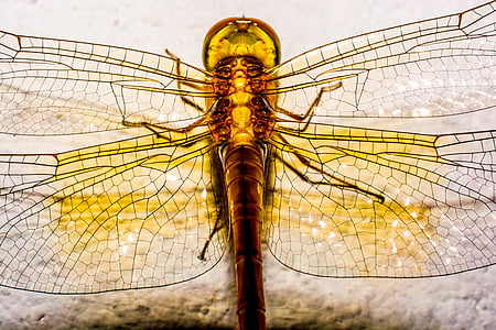 dragonfly, insect, animal, close, wing, chitin, close-up