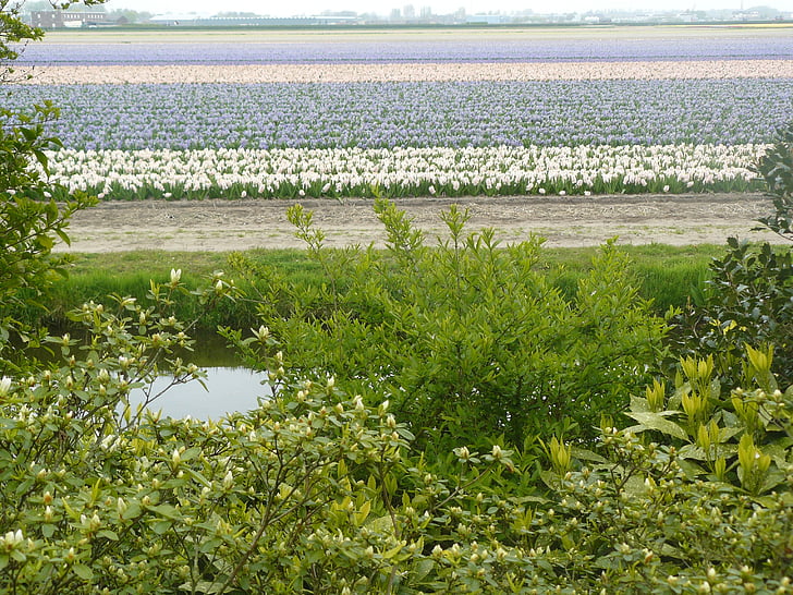 Landschaft, Keukenhof, holländische Landschaft, Tulpen, Holland, Blume, Natur