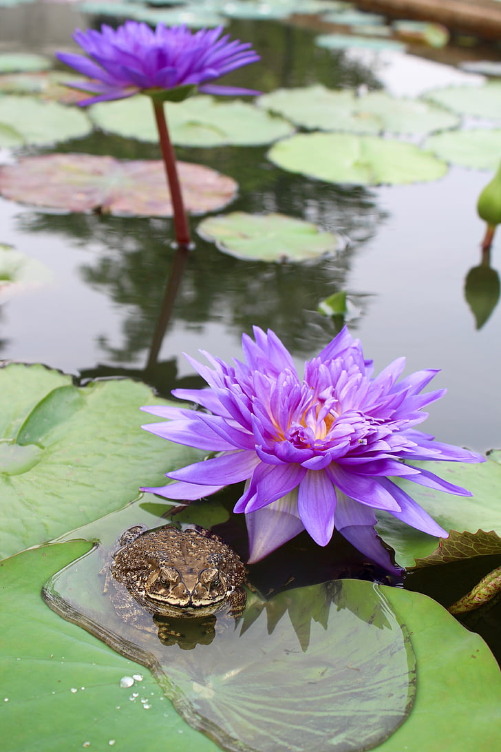 water lily, purple, blossomed, blossom, bloom, pond, aquatic plant
