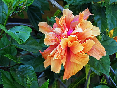 Dubbelrum hibiscus, Hibiscus, Orange blossom, Malva, exotiska, exotisk blomma, kronblad