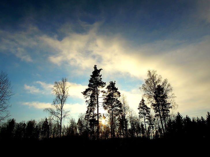 bos, hout, natuur, Fins, takken, blauw, sneeuw