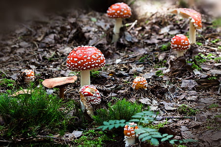 mushrooms, near, grass, autumn, forest, green, hat