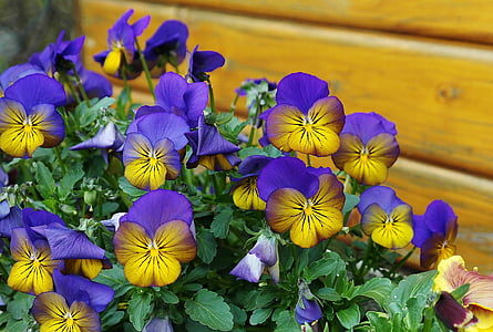 春天, 三色堇, 400 — — 500, 花, 植物区系, 多彩, 快乐的蓝色