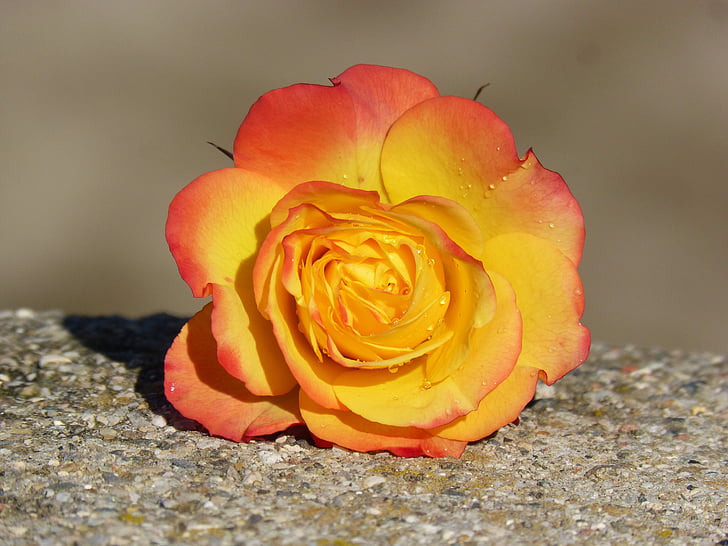 Rosa, kronblade, gul rose, skønhed, Rocio