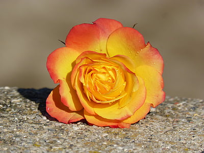 Rosa, terälehtiä, keltainen ruusu, Kauneus, Rocio