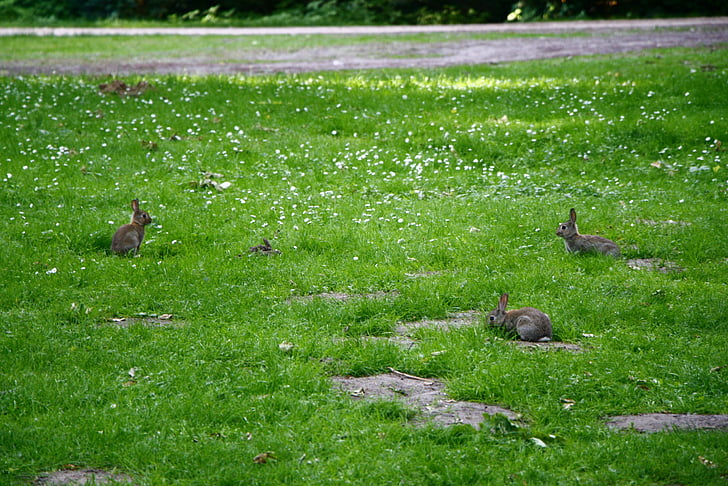 kaniner, gräs, Söt