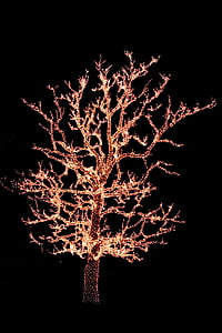 árvore de Natal, luzes de Natal, luzes, Natal, Xmas
