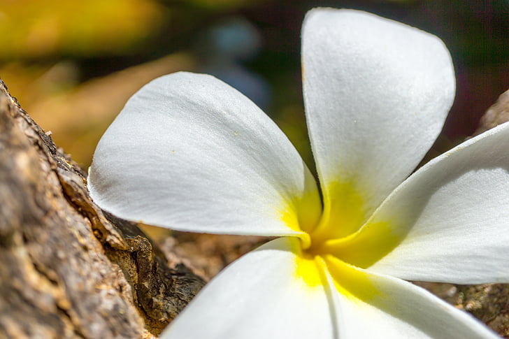 plumeria, flower, tropical, plant, hawaii, hawaiian