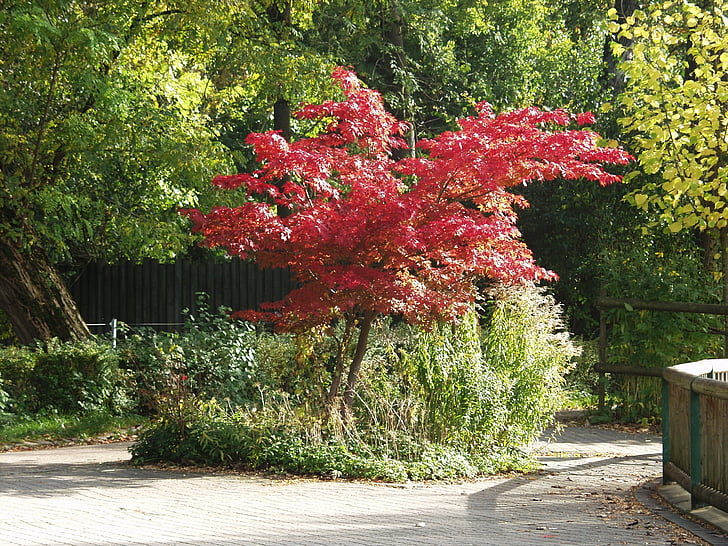 Jaapani vaher, puu, langevad lehed, värvimine, ere punane, loodus, taim