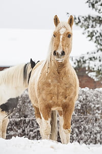kôň, pes, biela, čierna, žltá, Pinto, Lúčny koník