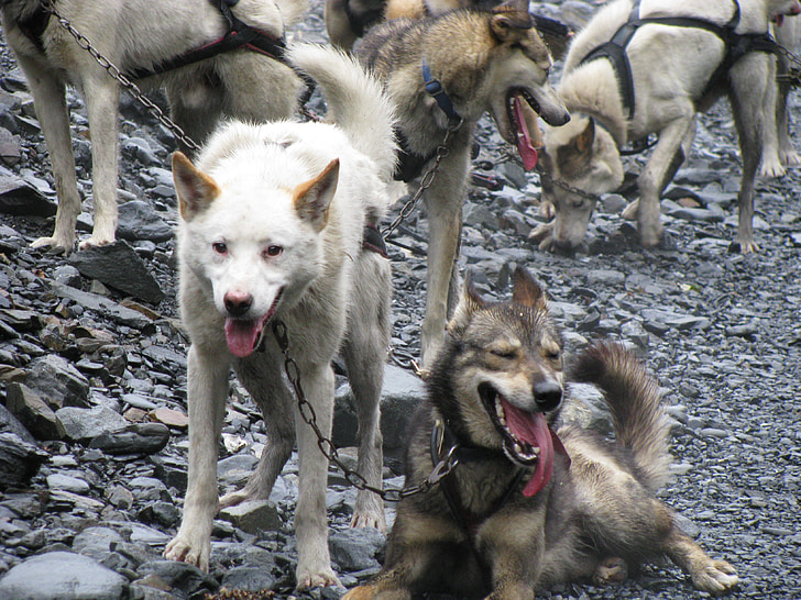 hunde, hundeslæde, Husky, hund, Wolf, dyr, pattedyr