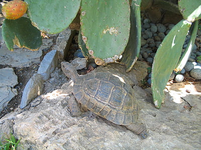 tortuga, reptil, naturaleza, salvaje, flora y fauna, tropical, cactus