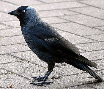 Jackdaw, burung burung gagak, burung hitam, hitam, alam, corvidae, hewan