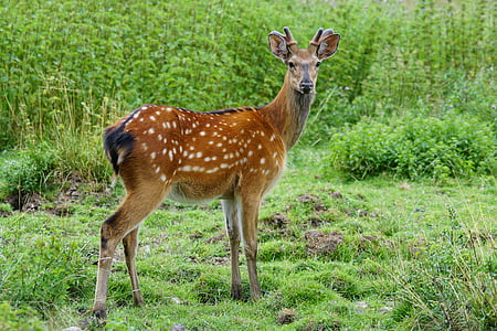 Hirsch, Red deer, Parc animalier