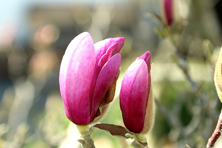 õis, Bloom, puu, Magnolia, kevadel, frühlingsblüher, roosa