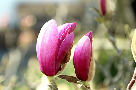 开花, 绽放, 树, 木兰, 春天, frühlingsblüher, 粉色