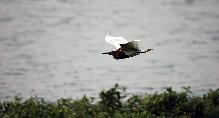птица, полет, движение, пърхащи, дива природа, плаващи, природата