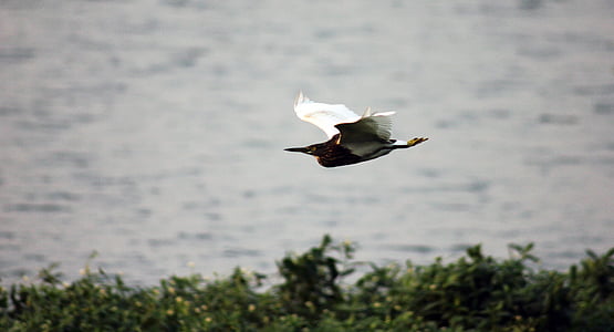 kuş, Uçuş, hareket, Durian Dragon, yaban hayatı, uçan, doğa