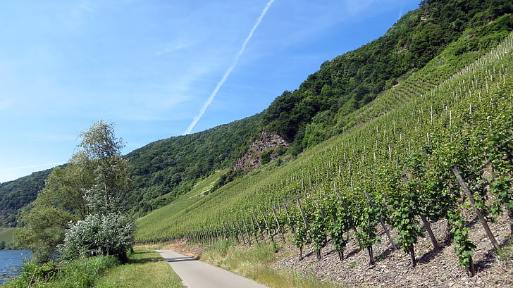 vineyards, vines, wine, grapes, vintage, cycle path, mosel