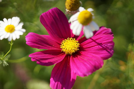 flowers, white, pink, macro, close, wild flower, pointed flower