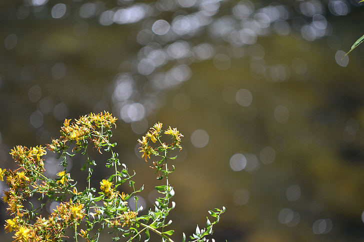 yellow, flower, water, wild, weed, river