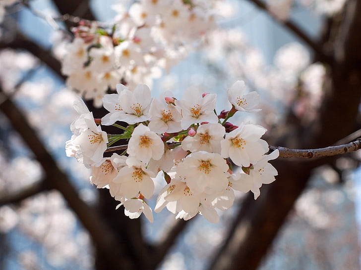čerešňa, Japonsko, kvety, jar, ružová, jar v Japonsku, jarné kvety