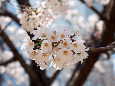cirera, Japó, flors, primavera, Rosa, primavera al Japó, flors de primavera