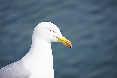 bird, gull, sea ​​bird, animal, sea, nature, ornithology