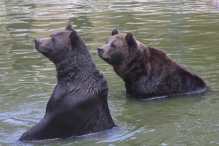 medveď, plávať, zábava, Zoo, zvieratá, zvedavý, pozrieť sa, vyzerať