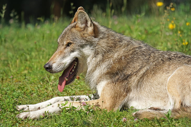 Wolf, Predator, Pack dier, carnivoren, zoogdier, slapende, wildlife fotografie
