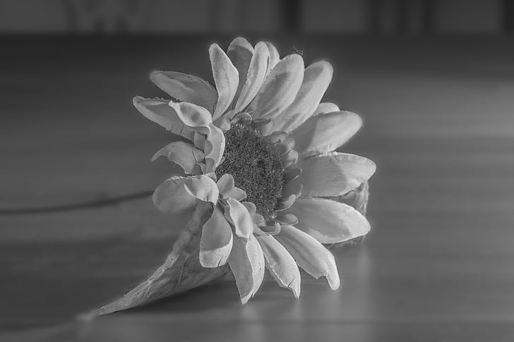 kwiat, czarny, biały, Sun flower, czarno-białe, roślina, trauerkarte