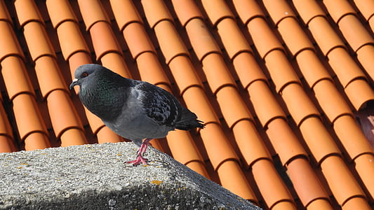 dove, roof, tile, home, bird, roof shingles, birds