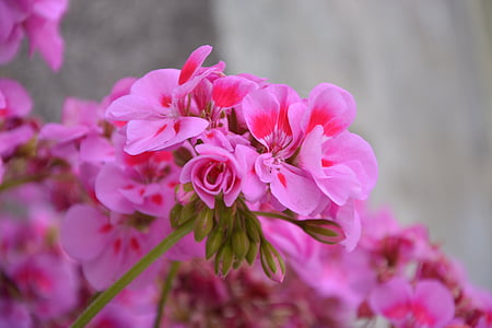 gerânio, flor, -de-rosa, jardim, cor-de-rosa, flores de verão, natureza