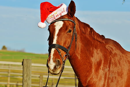 konj, Božić, kapu Djeda Mraza, smiješno, životinja, vožnja, Reiterhof