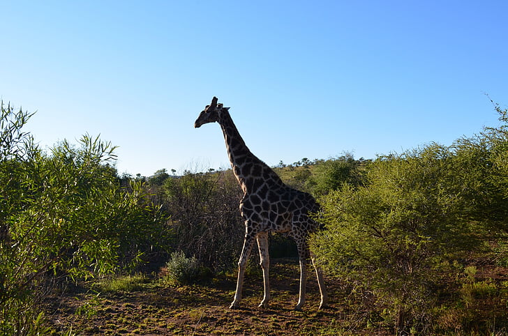 žirafa, prosto živeče živali, Južna Afrika, Afrika, živali, Safari, narave