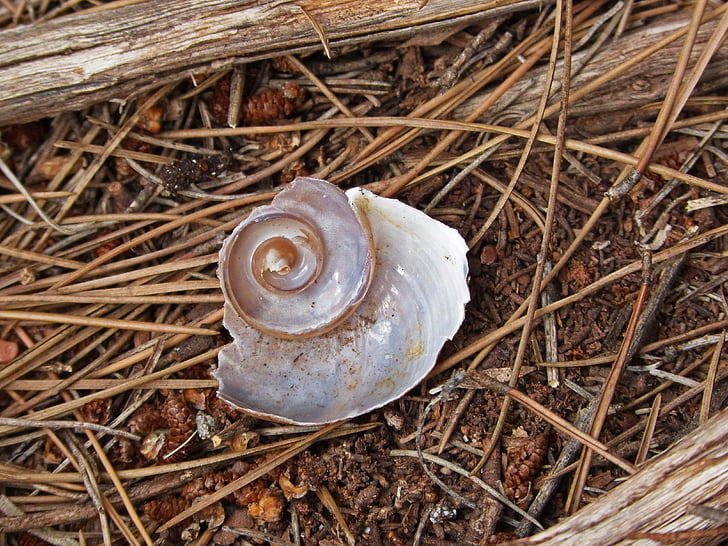 Shell, csiga, spirál, erdő, természet, állati shell, közeli kép: