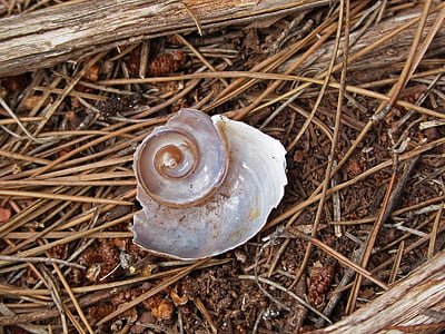 shell, slak, spiraal, bos, natuur, Animal shell, Close-up