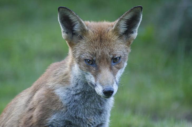 animal, Fox, salvaje, flora y fauna