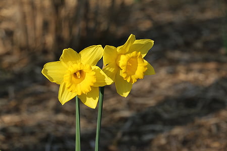 musim semi, Lili Paskah, paaslelie, bunga, kuning