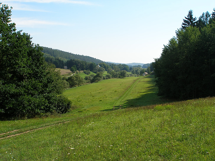 meadow, summer, forest, landscape, nature