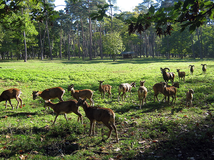 πρόβατα, κατσίκα, κέρατα, άγρια, κοπάδι, Φθινοπωρινό δάσος, Ζωολογικός Κήπος