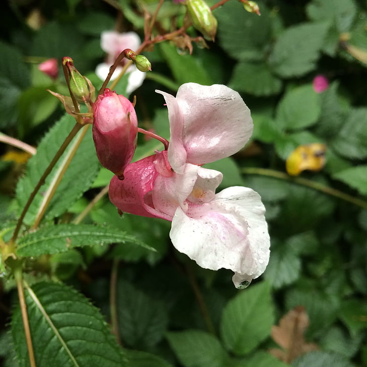 balsam, wild flowers, pink, blossom, bloom, nature, plant