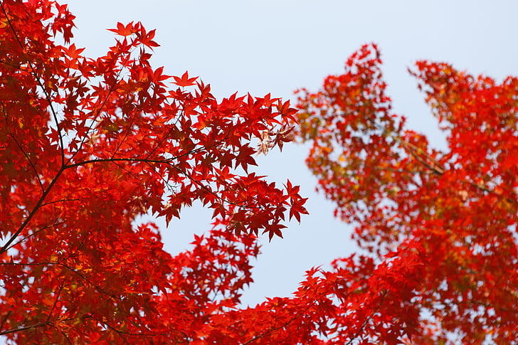 jeseň, jesenné lístie, jeseň, zeleň, Javorové listy, Príroda, stromy